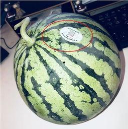 西华网红吃瓜,揭秘网络红人的幕后故事